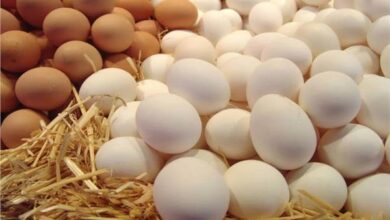 أسعار البيض البلدي