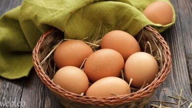 أسعار البيض اليوم