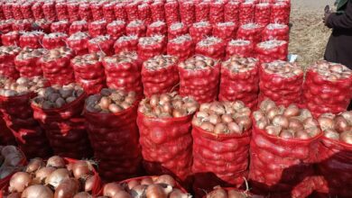 مفارش البصل