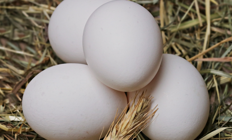 أسعار البيض