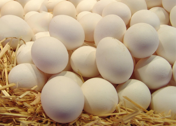 أسعار البيض