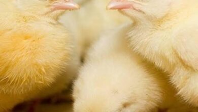 أسعار الكتاكيت في الشركات