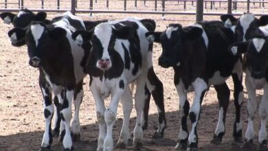 الثروة الحيوانية