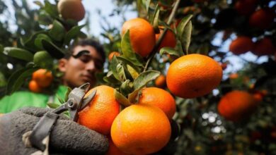 صادرات الموالح المصرية