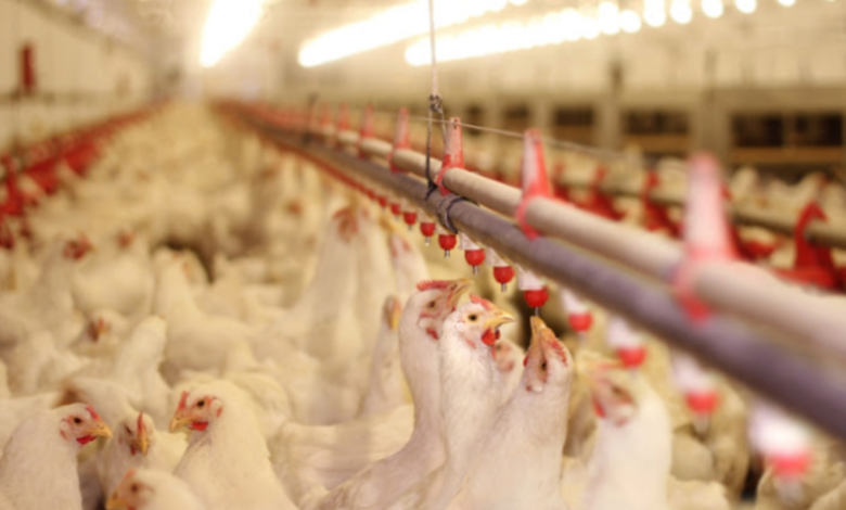 أسعار الدواجن اليوم