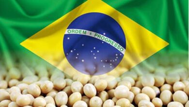 فول الصويا البرازيلى