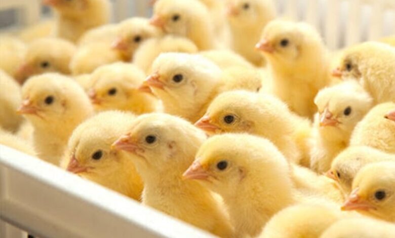 أسعار الكتاكيت