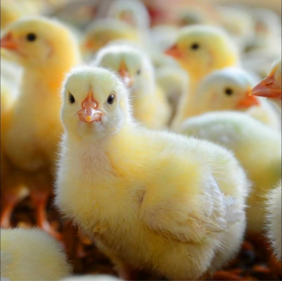 أسعار الكتاكيت