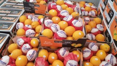 صادرات زراعية