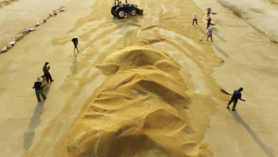 محصول القمح