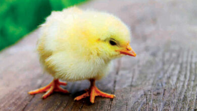 أسعار الكتاكيت