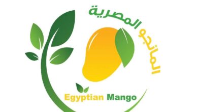 المانجو المصرية