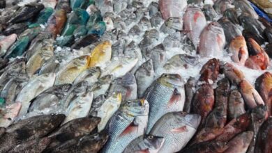 أسعار الأسماك