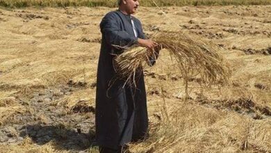 أسعار الأرز