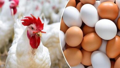 الدواجن والبيض