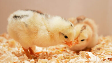 أسعار الكتاكيت في الشركات