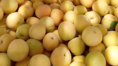 حصاد المشمش