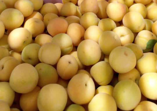 حصاد المشمش
