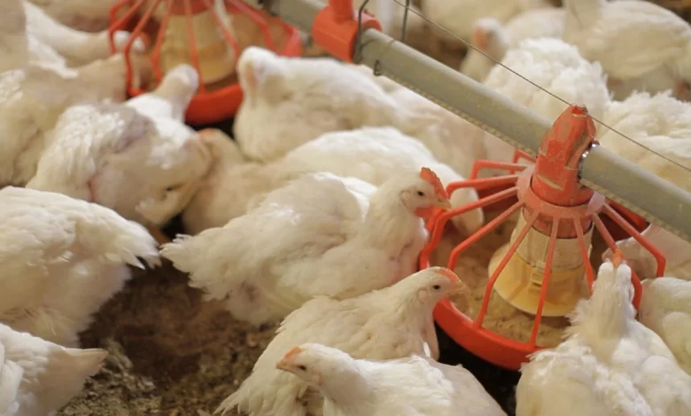 أسعار الدواجن