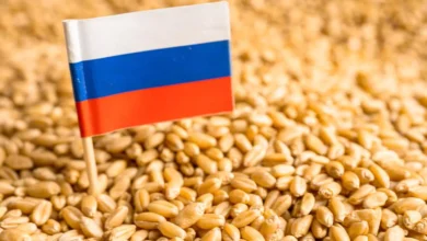 القمح الروسي