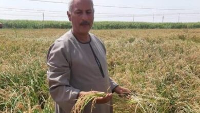 نقيب الفلاحين