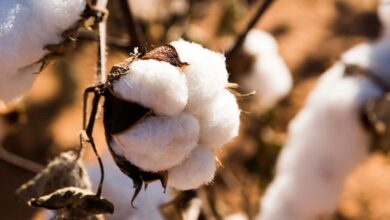 أسعار القطن