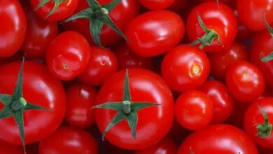 أسعار الطماطم