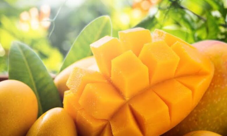 محصول المانجو