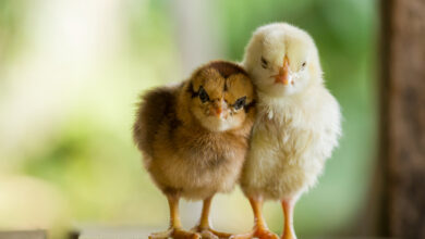 أسعار الكتاكيت اليوم