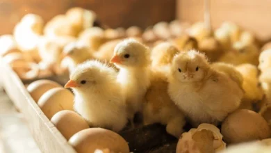 أسعار الكتاكيت اليوم