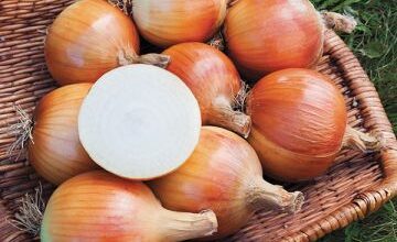 أسعار البصل