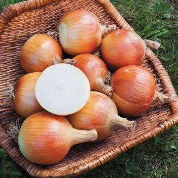 أسعار البصل