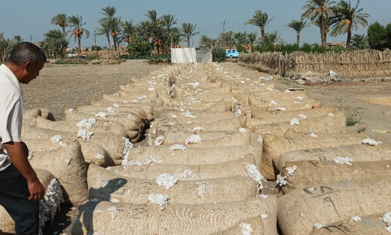 منظومة تداول القطن