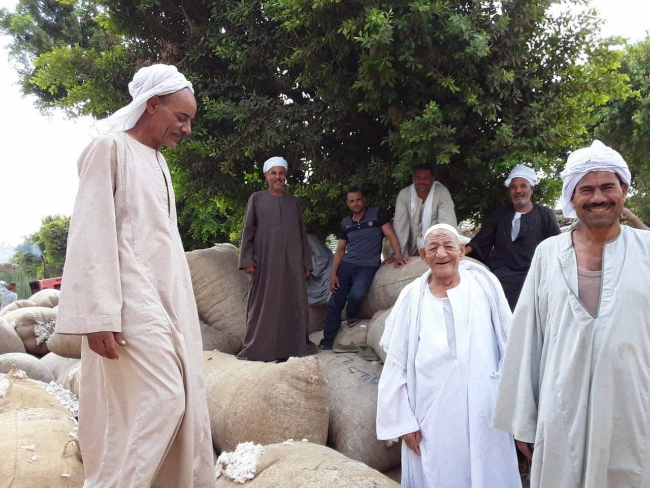 منظومة تداول القطن