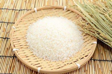 أسعار الأرز الشعير اليوم