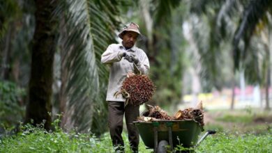 النخيل الماليزي