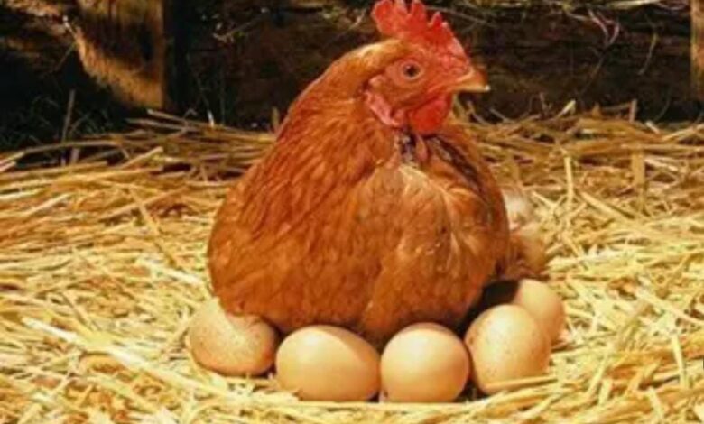 أسعار الدواجن