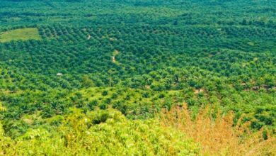 مساحة الزمام