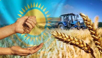 حبوب كازاخستان