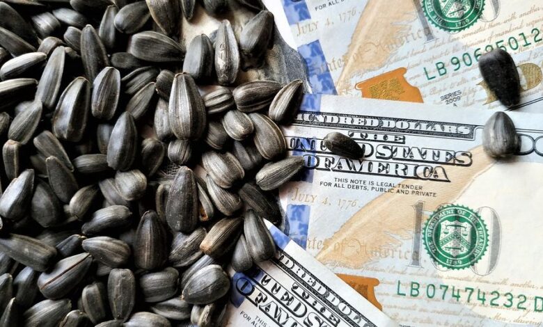 أسعار بذور الشمس