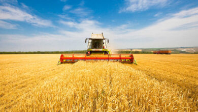 الأمن الغذائي