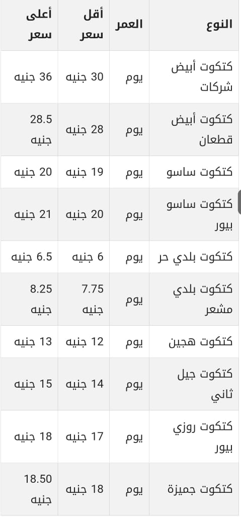 أسعار الكتاكيت اليوم 