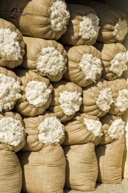 محصول القطن