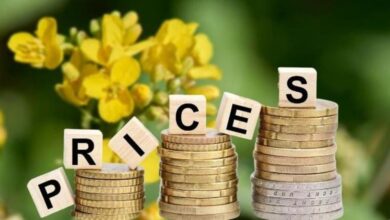 أسعار بذور اللفت