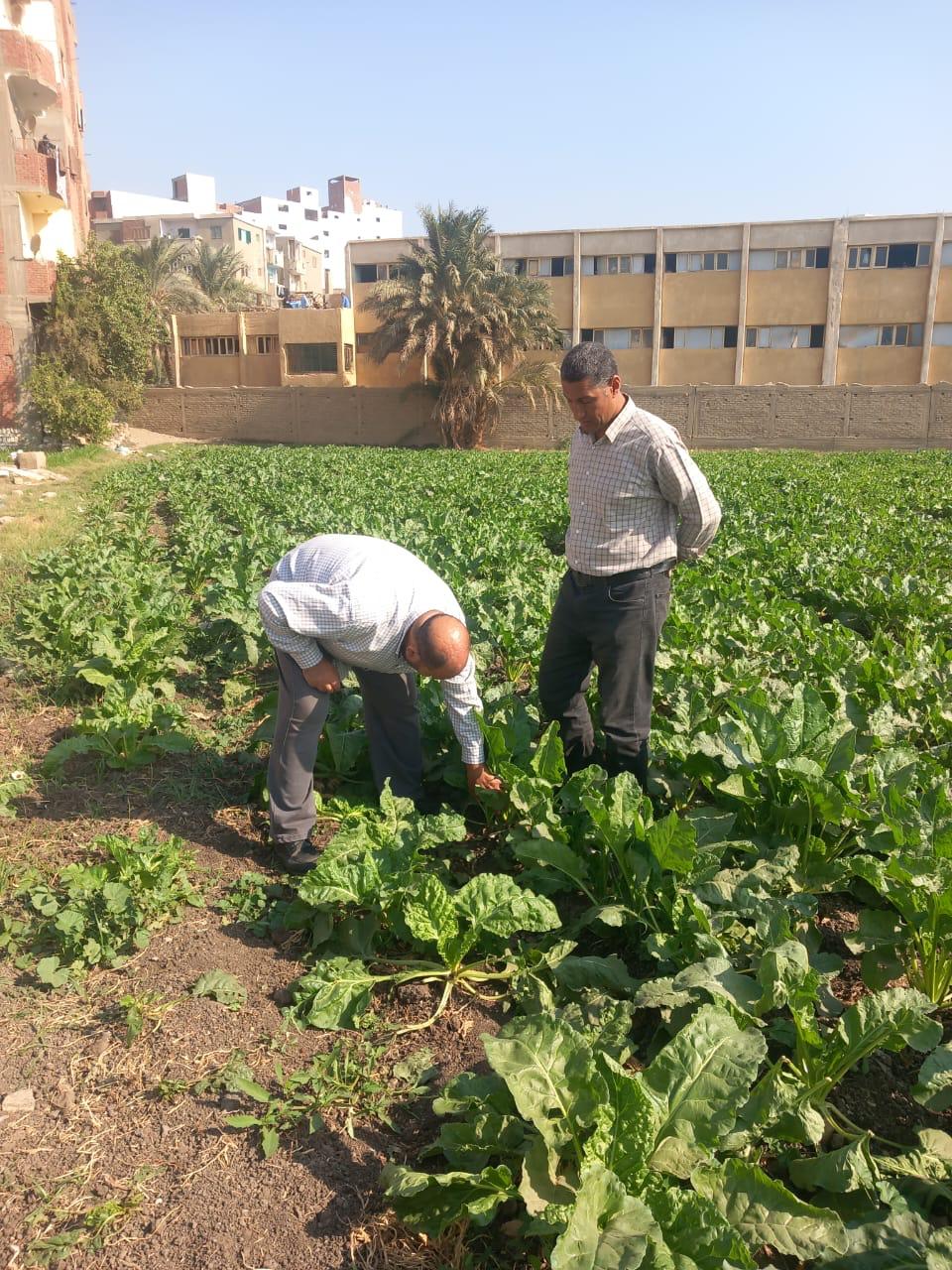 الزراعة