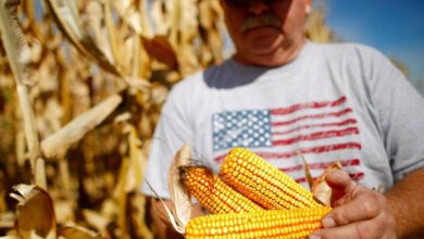 الذرة الأمريكية