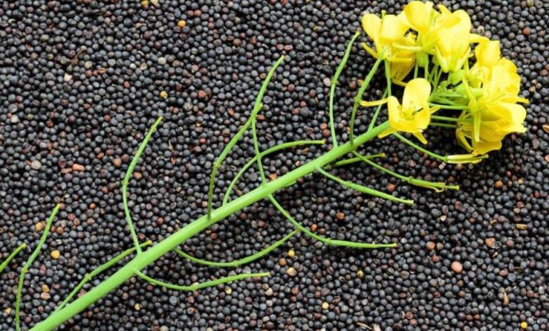 أسعار بذور اللفت