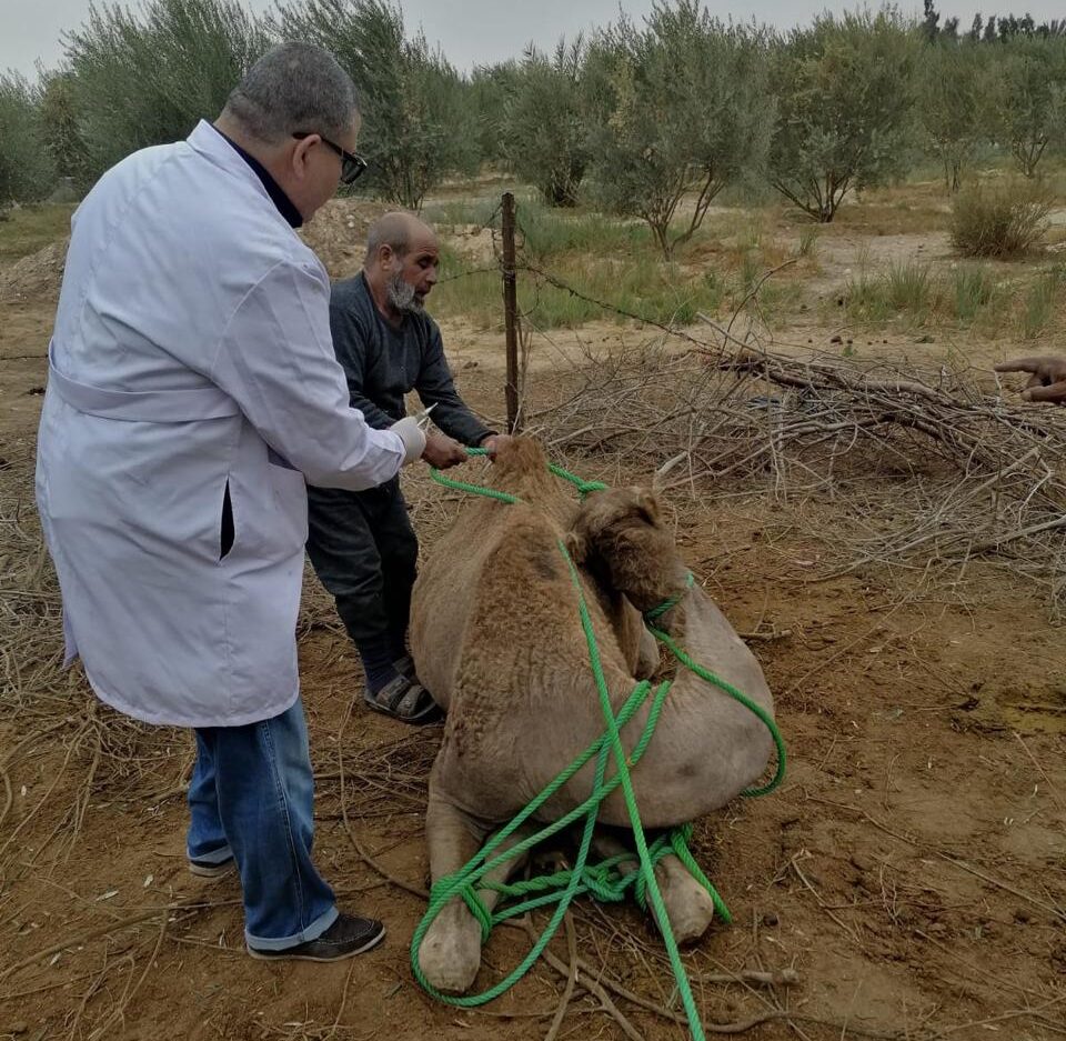 صورة من جانب القافلة