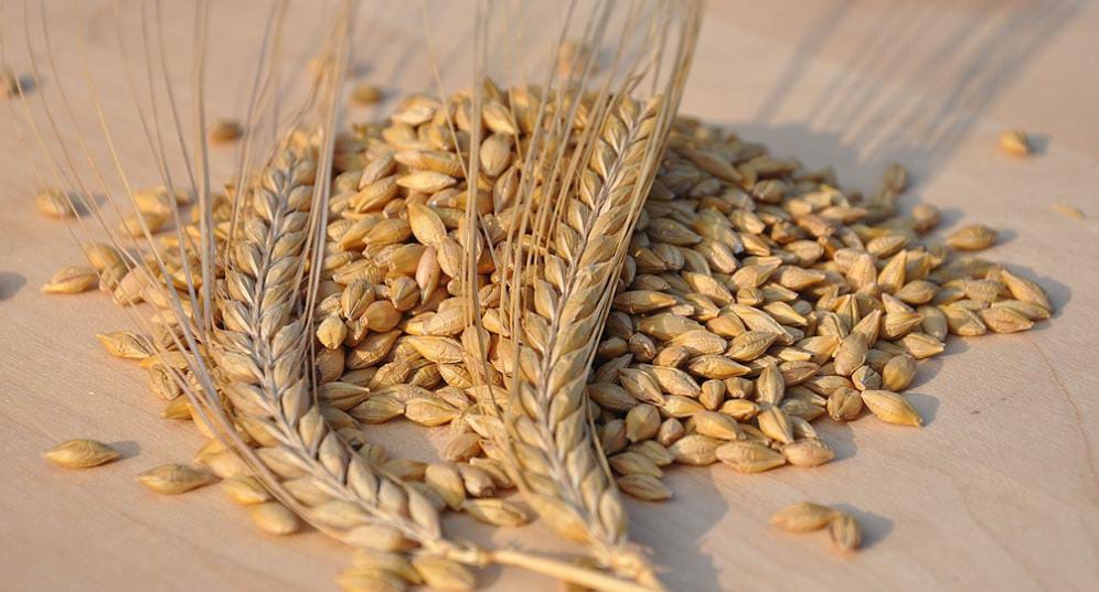 الشعير العلفي