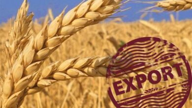 صادرات الحبوب الأوكرانية